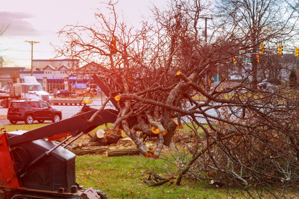 Professional Tree Removal Services in Mechanicsville, VA